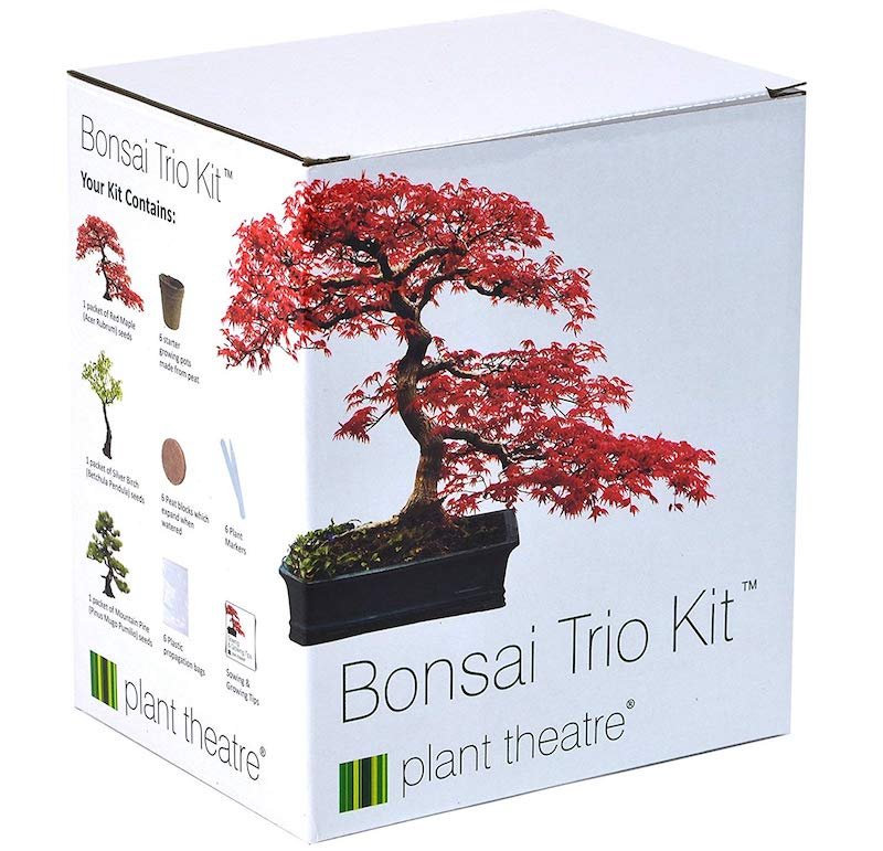 Grow Your Own Bonsai Tree Secret Santa Gift Idea