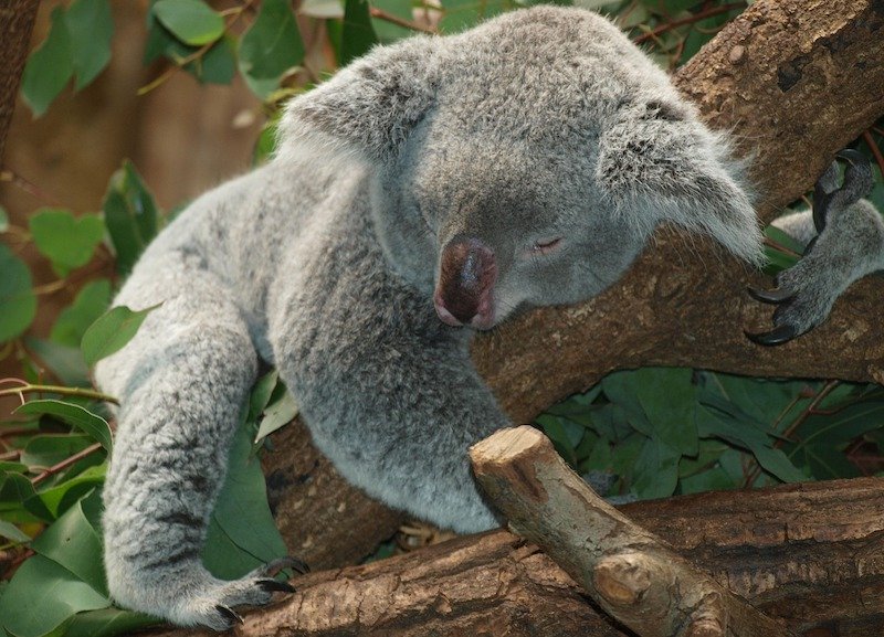 Sleeping koala