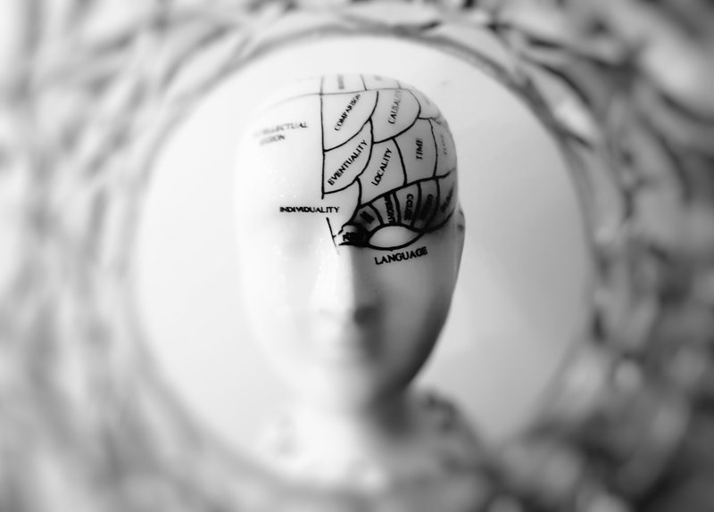 Photo of a mannequin head with the various sections of the brain labelled